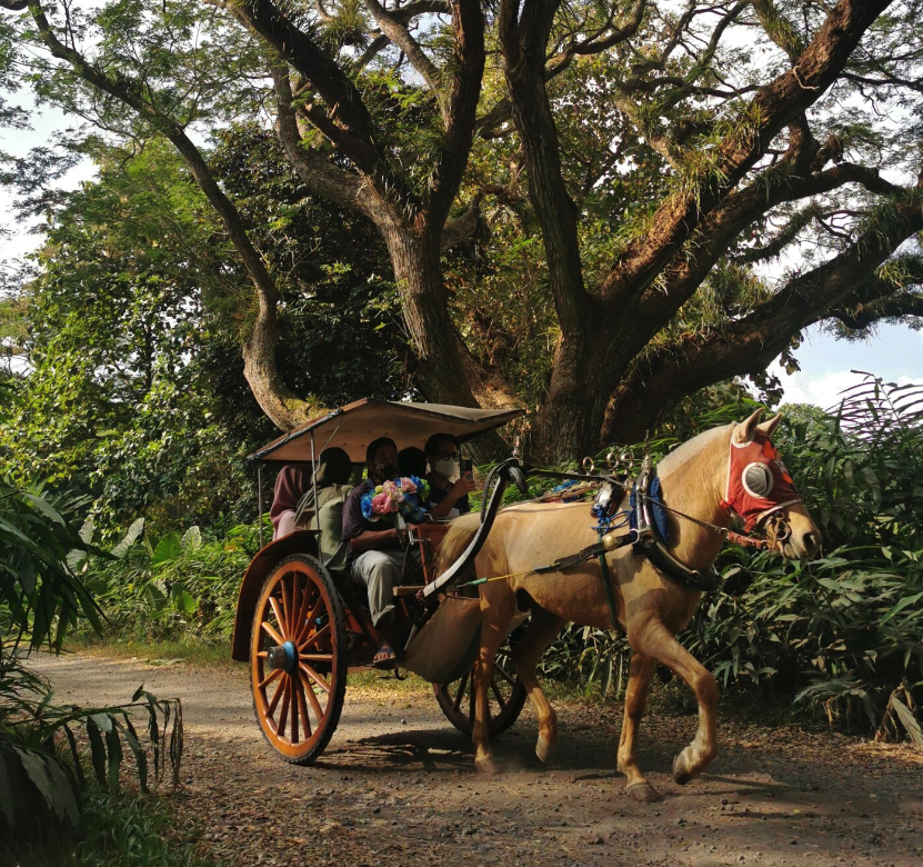 naik delman di de djawatan forest. google maps. sumber : Iko Paundralingga