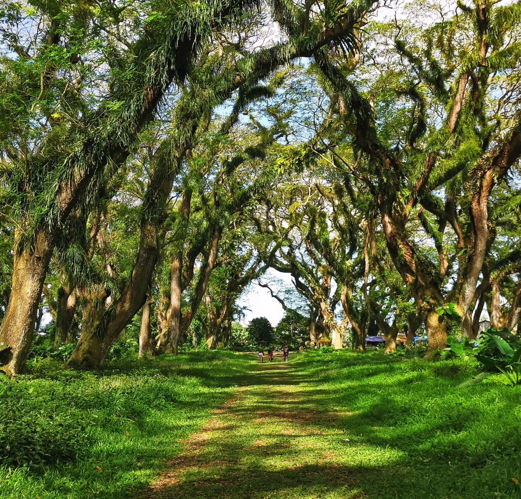 pemandangan de djawatan forest. google maps. sumber : OM ZERO